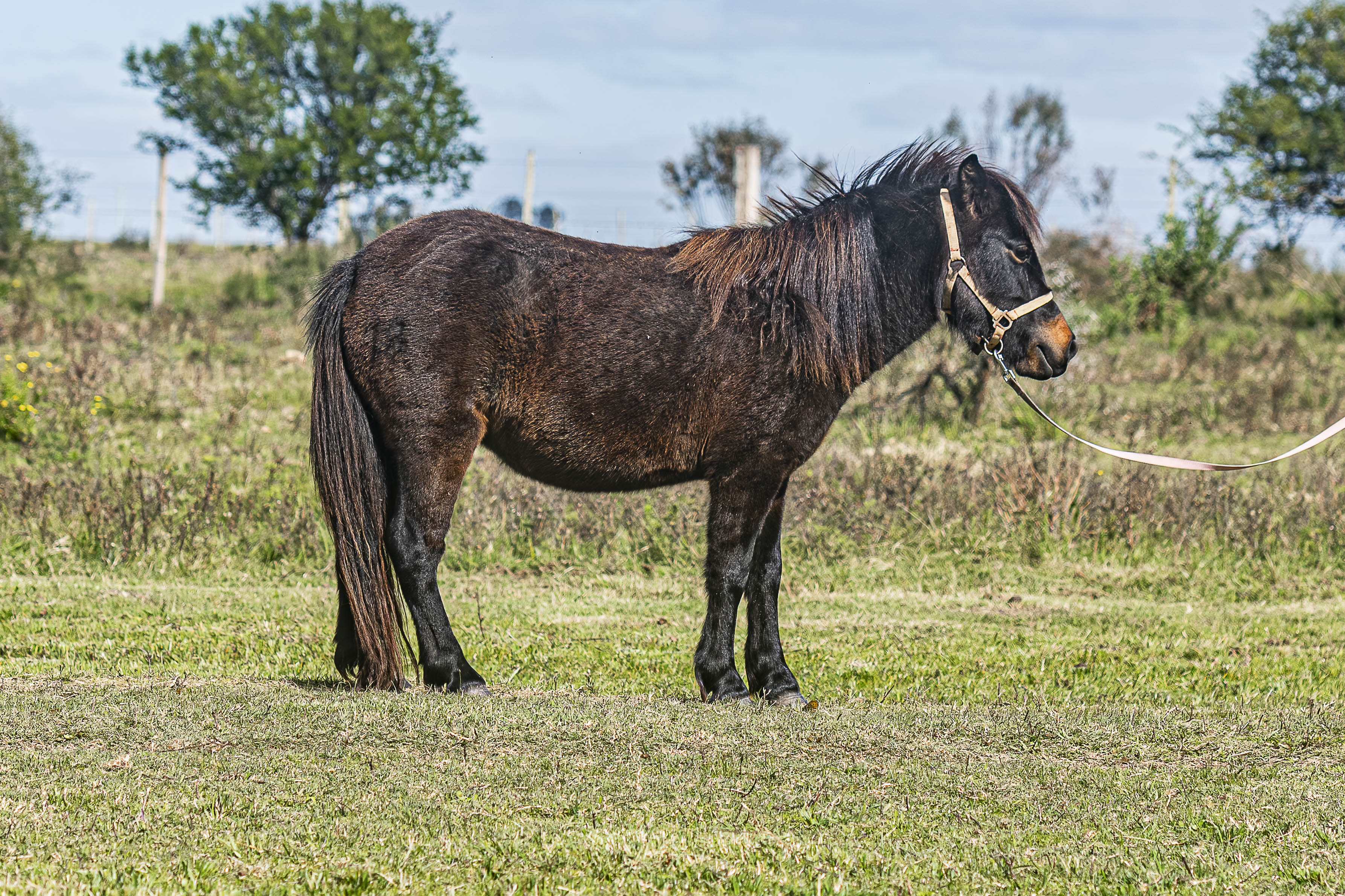 Potrillo Gen 2023 SHR Lola - Cabaña SHR Poni Shetland Uruguay